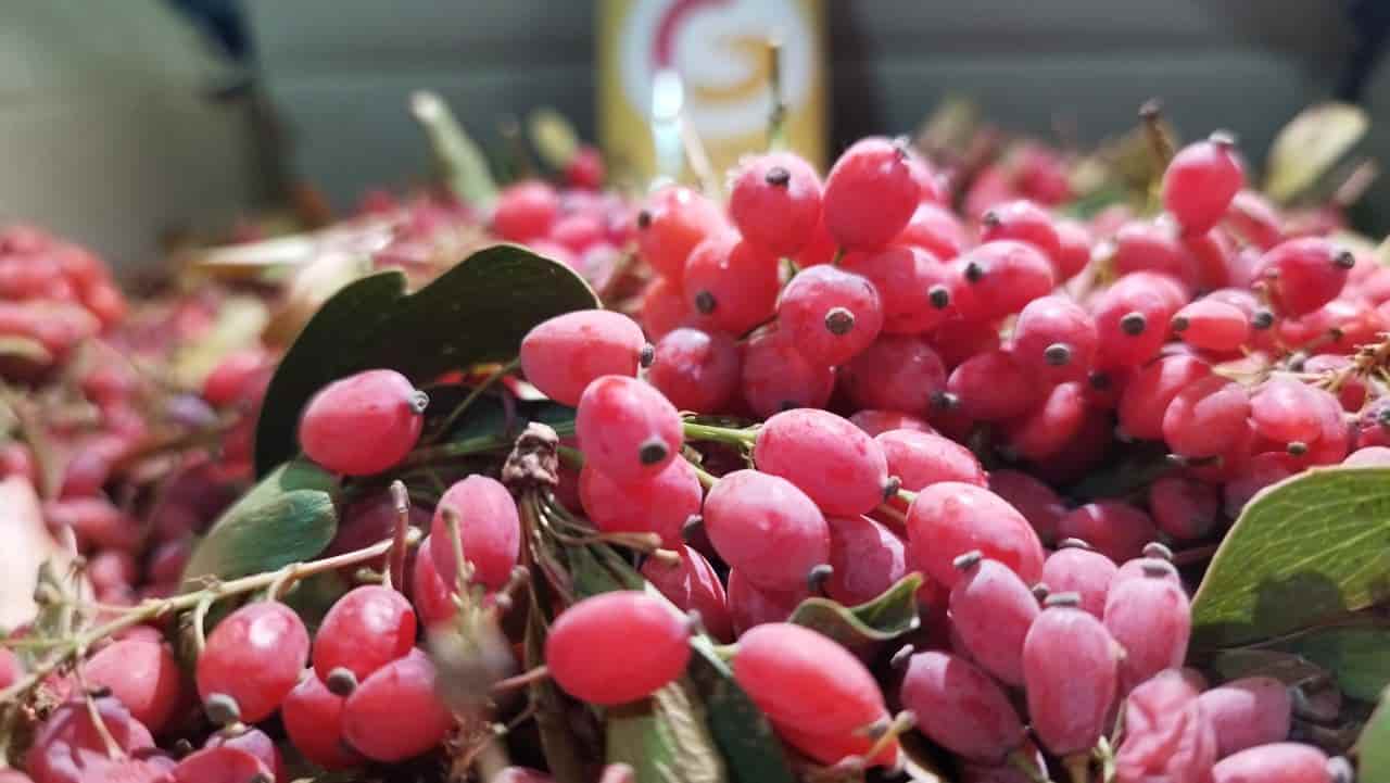 تصویر 3 از خرید زرشک نوبرانه درجه 1 + قیمت فروش استسنایی